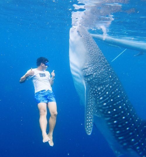 Oslob Whaleshark Watching